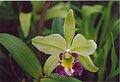 A and B Larsen orchids - Brassolaeliocattleya Greenwich 885-15.jpg