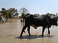 A_black_bull_going_to_drink_water_from_a_dam