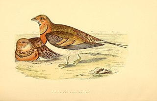 <span class="mw-page-title-main">1875 in birding and ornithology</span>