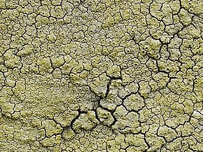 Descrizione dell'immagine A lichen - Diploschistes scruposus - geograph.org.uk - 995994.jpg.
