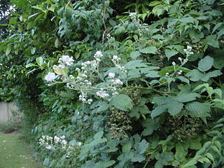 <span class="mw-page-title-main">Bramble</span> Grouping of plants