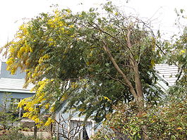 Acacia baileyana1.jpg