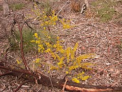 Description de l'image Acacia buxifolia 3.jpg.