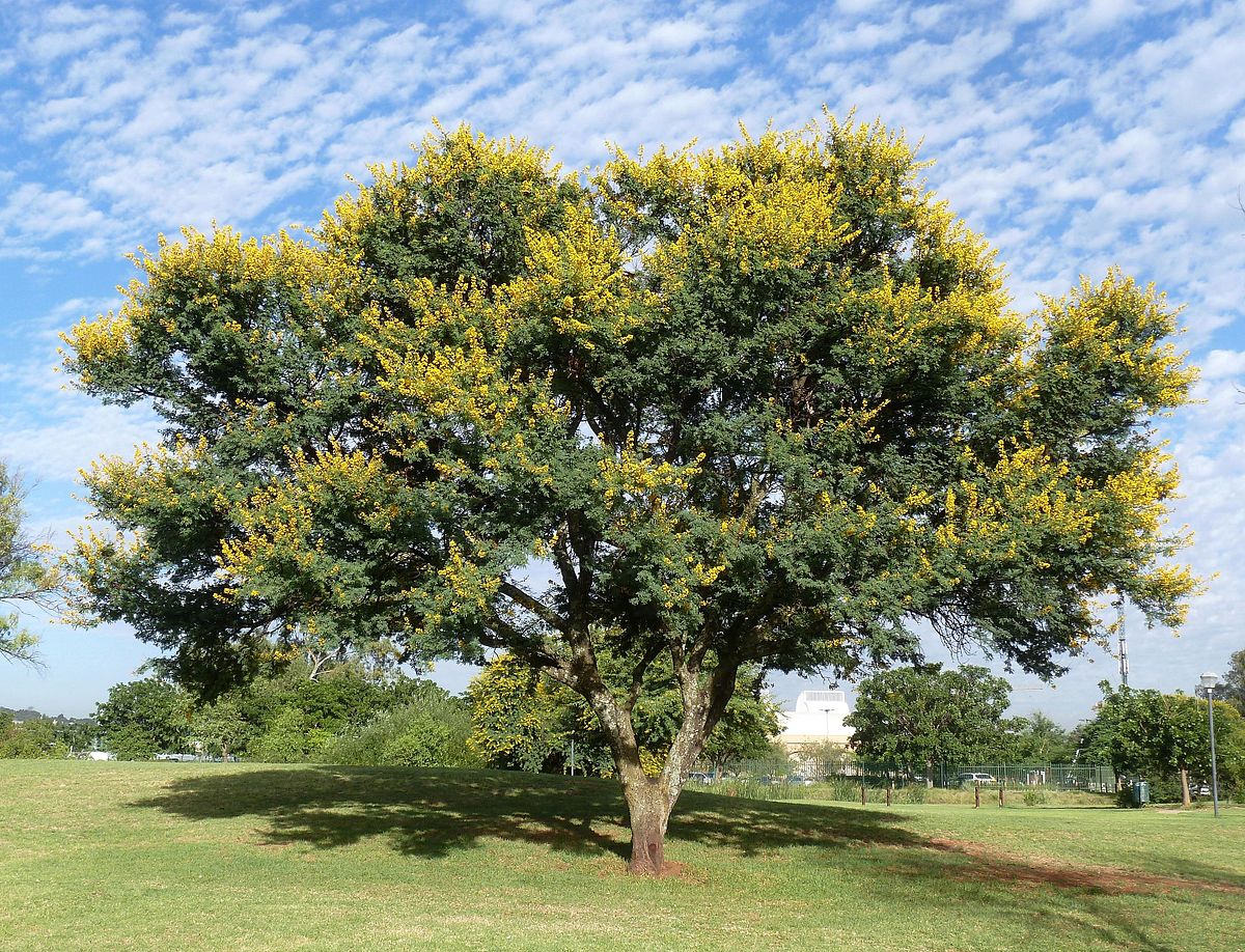 Acacia Tree Thorns. 