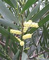 Acacia longifolia 02.jpg