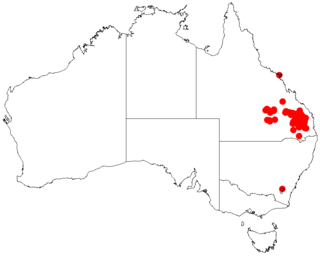 <i>Acacia pustula</i> Species of legume