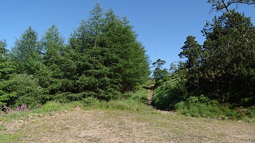 Access point from forest Burncourt River, Galty Mountains - geograph.org.uk - 6008307