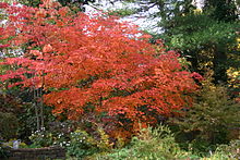 Acer japonicum aconitifolium fall color.JPG