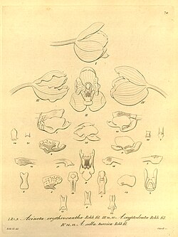 Acineta erythroxantha - Acineta cryptodonta - Acineta sella-turcica - Xenia vol 1 pl 70 (1858). 
 jpg