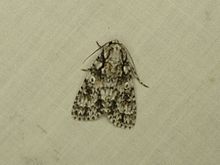 Acronicta marmorata.jpg