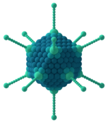 Virion eines Adenovirus