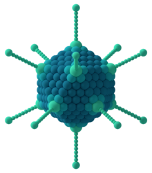 In this diagram of an Adenovirus, the capsid molecules are clearly visible. Adenovirus 3D schematic.png