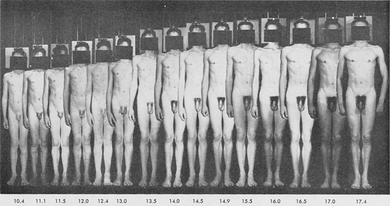 File:Adolescent Period Average boy 10 to 17 yo.jpg