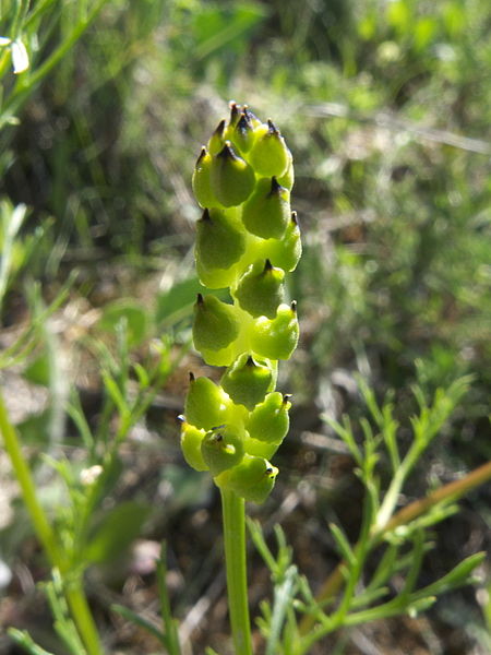 File:Adonis flammea M2.jpg