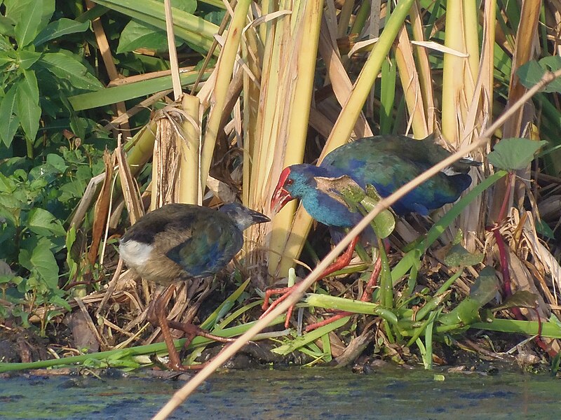 File:African Swamphen, at Fifadji, Cotonou, Benin 17-11-2017.jpg