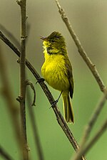 Thumbnail for African yellow warbler