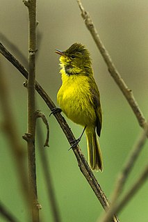 African yellow warbler Species of bird