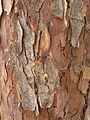 Afrocarpus falcatus, bas, Nieuw Muckleneuk, b.jpg