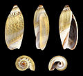 * Nomination Shell of an Olive-grey Ancilla, Agaronia hiatula --Llez 18:53, 22 July 2016 (UTC) * Promotion Good quality. --W.carter 21:37, 22 July 2016 (UTC)