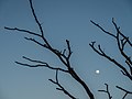 Albizzia lebek and moon Marchant Park Aspley P1010664.jpg
