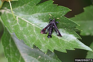 <i>Albuna fraxini</i> species of insect