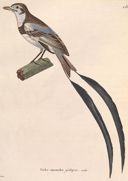 File:Alectrurus risora male 1838.jpg