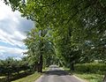 Linden alley in Fischbach