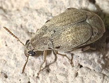 Algarobius P1090353a.jpg