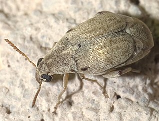 <i>Algarobius</i> Genus of beetles