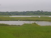 Salt marsh showing smooth cordgrass Spartina alterniflora, a dominant species of halophyte in the intertidal zone, and egrets feeding in a tidal pool. Allens Pond salt marsh.jpg