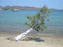 Tamarisk tree (almyriki) in Milos island, Greece Almirithra.JPG