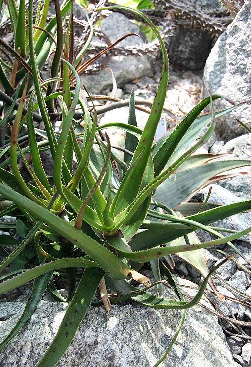 Aloe alfredii SSZ