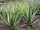 Aloe barbadensis.JPG