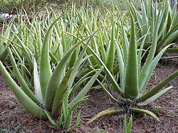 óriás aloe vera