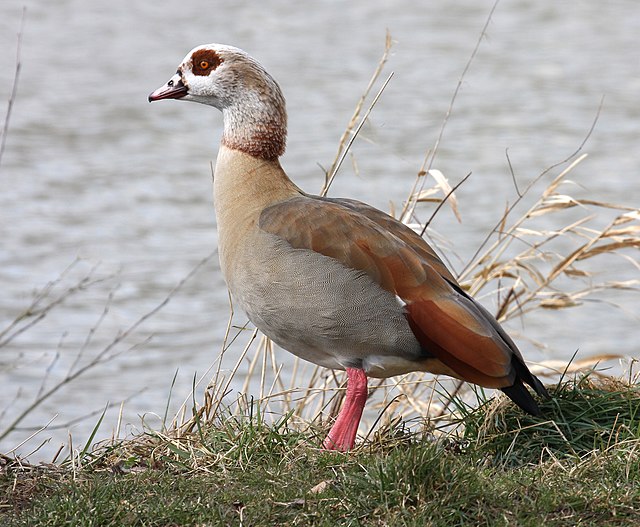 Baby Goose - Identification, Diet & More