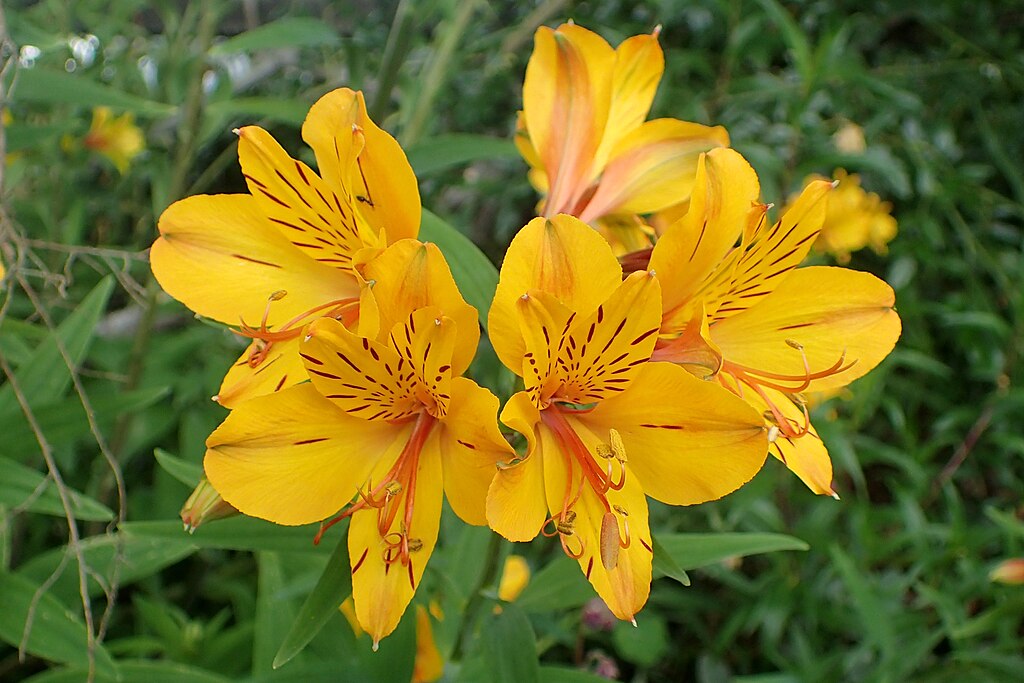 Alstroemeria aurea kz2.jpg