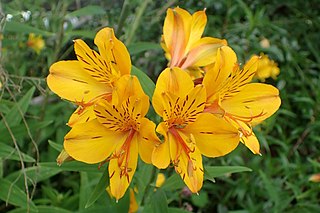 <i>Alstroemeria aurea</i> Species of plant