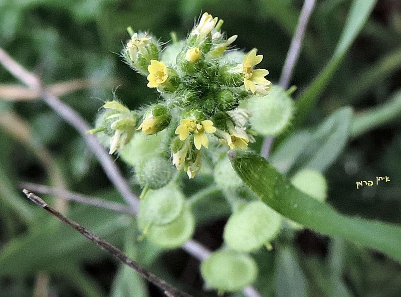 File:Alyssum strigosum flowers.jpg