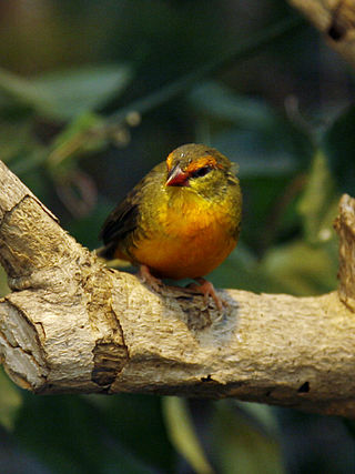 <span class="mw-page-title-main">Orange-breasted waxbill</span> Species of bird