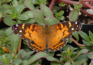 American painted lady species of insect