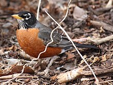 American robin, a true thrush