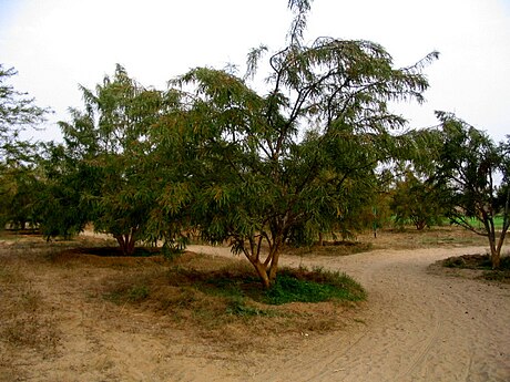 Phyllanthus emblica