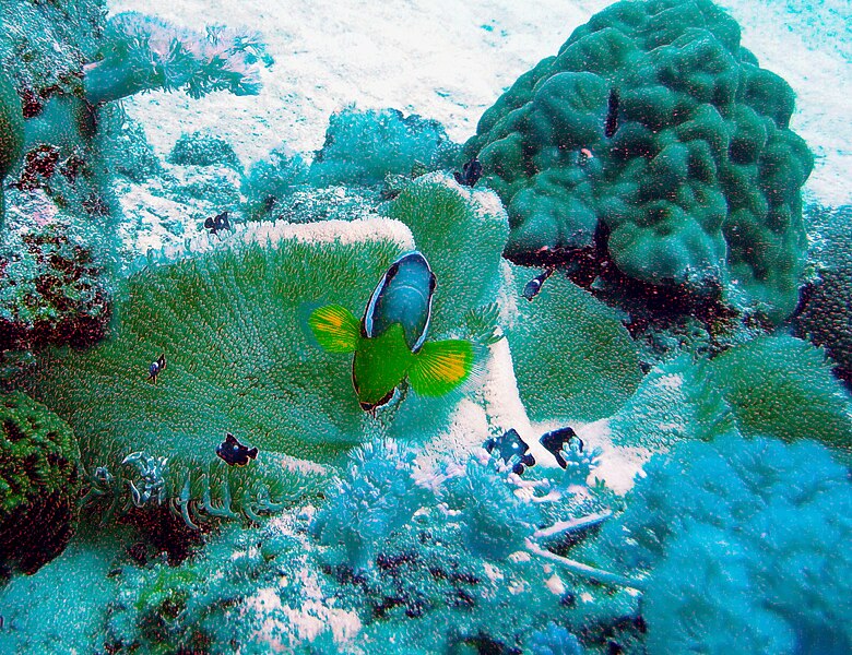 File:Amphiprion chrysogaster 06.jpg