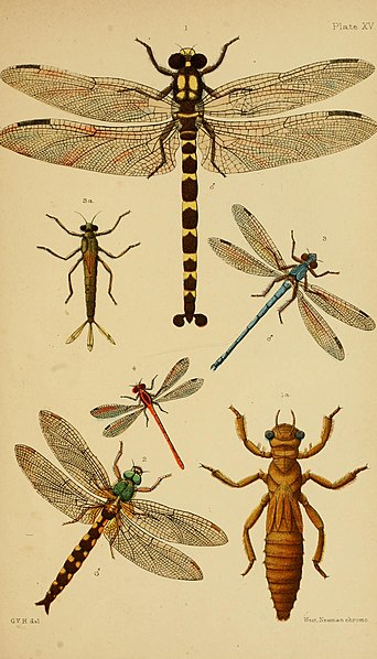 File:An elementary manual of New Zealand entomology - being an instroduction to the study of our native insects; with 21 coloured plates (1892) (21036154529).jpg