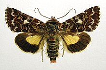 Beautiful yellow underwing Anarta myrtilli.jpg