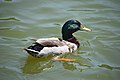 * Nomination Mallard (Anas platyrhynchos), male swimming --PumpkinSky 23:18, 29 May 2017 (UTC) * Promotion Good quality. Very nice. --Peulle 07:24, 30 May 2017 (UTC)