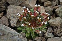 Androsace alaskana (Syn. Douglasia alaskana)