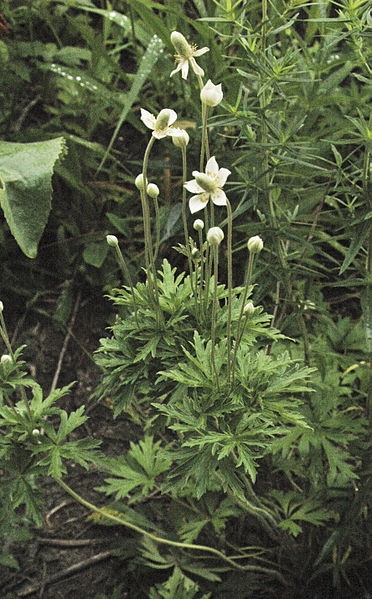 File:Anemone cylindrica.jpg