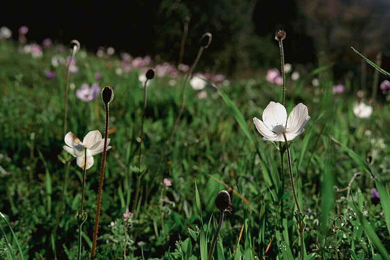 File:Anemone of Cunda.jpg