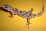 Thumbnail for Narrow leaf-toed gecko